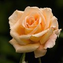���� ���������, ������, 71 ��� - ��������� 4 ������� 2017 � ������ ���� ����������