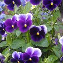 ���� Raisa, ��������� - ��������� 30 ������ 2017 � ������ ������ ��������