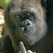 ������, 43 ����, ��������