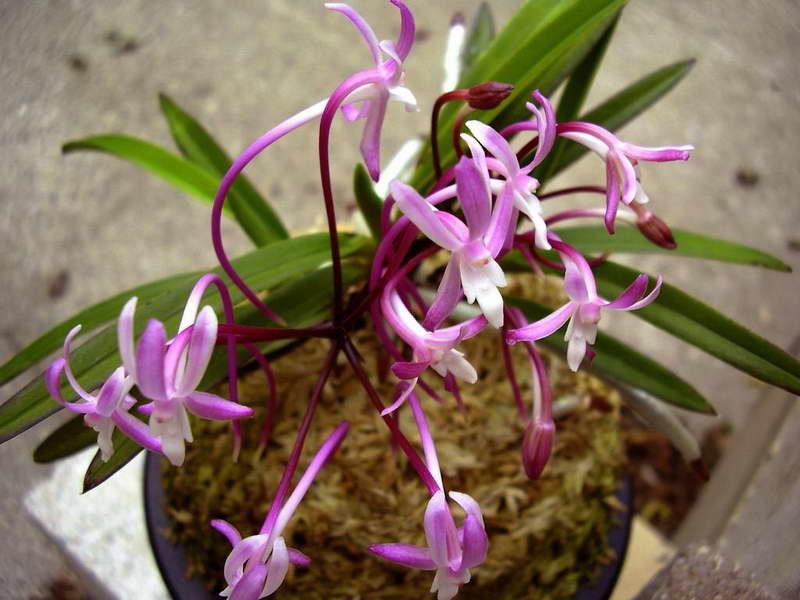 Neofinecia Falcata Orchid flower, Orchids, Plants