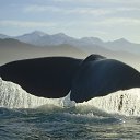 ���� ���������, �����������, 57 ��� - ��������� 16 ����� 2018 � ������ ���� ����������