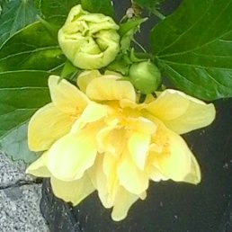 �����, �������, 56 ���