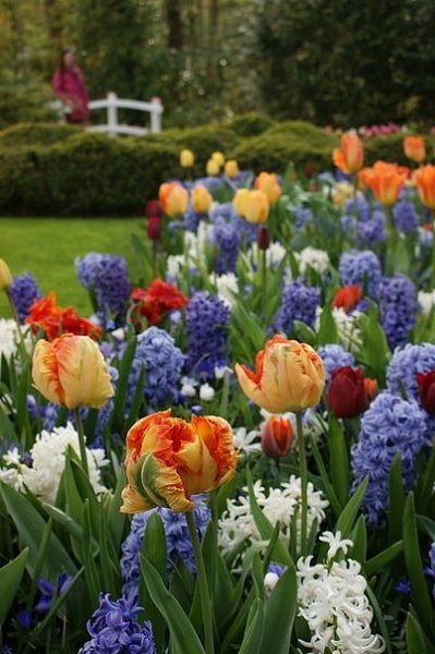 Keukenhof Hyacinthus