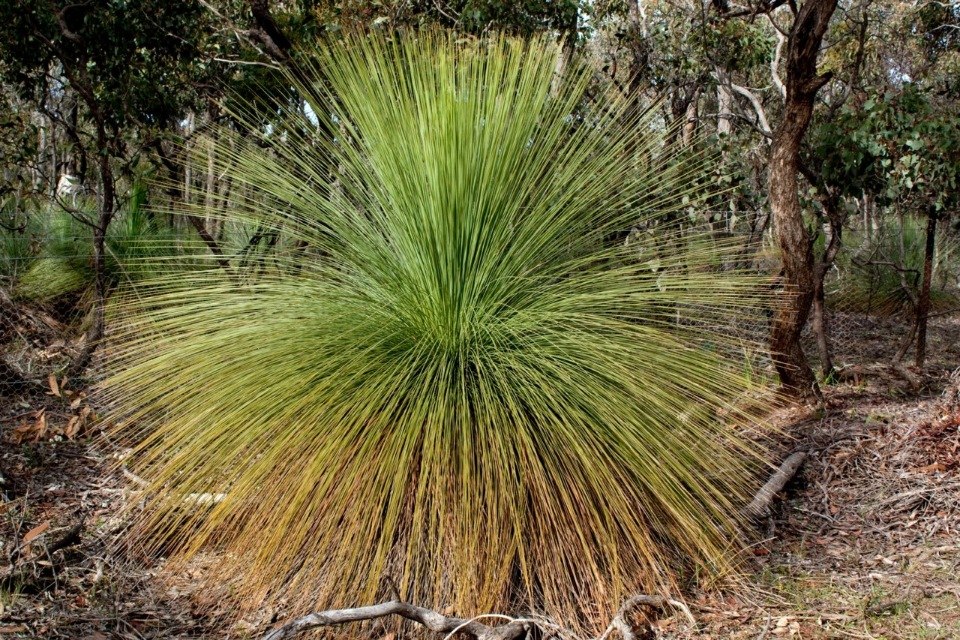 �������� ������ ���������� (Xanthorrhoea Grass Trees). ��� ������� ���������� �������� ������� ... - 5