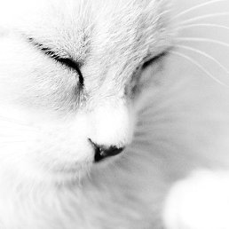 white cat