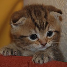 Фото Maxsimilianyson, Ростов-на-Дону, 44 года - добавлено 13 января 2018