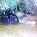 ���� ���� ������, �������, 62 ���� - ��������� 2 ������ 2018 � ������ ���� ����������