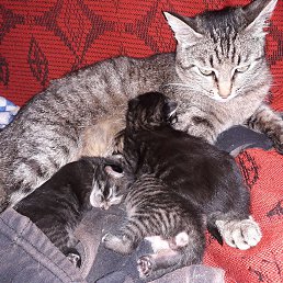 ���� ������, ����� - ��������� 1 ��� 2018