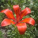 ���� �������, ��������, 42 ���� - ��������� 21 ������ 2017