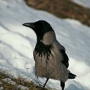 ���� ������, ������, 49 ��� - ��������� 13 ������� 2018 � ������ �������� SONY 75-300 + �����