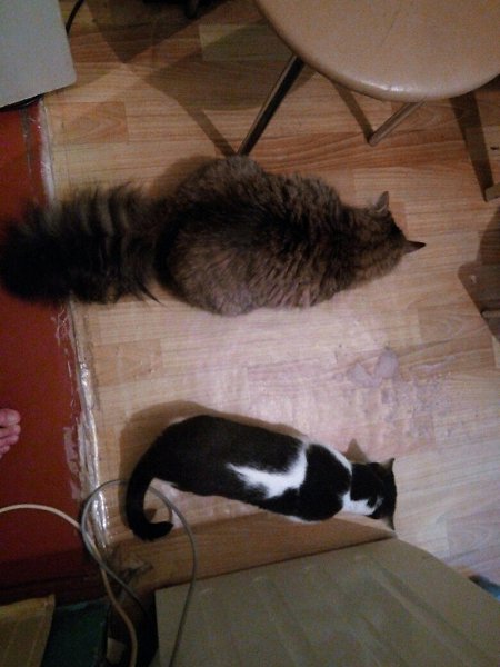 #Безкота_добро.Мои спасеныши, Тесла и Дуся. Теслу с братом выбросили в трубу во время дождя. Нашли ... - 3