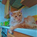 ������� ����������� ��������� ������ ����-��� �.89057429907 http://meincoon-cat.ru 
17.000� �������� "Bast-moon"������-
14 ������� �������� ������������� ������ ����-��� #������� #������������� #����������������� #MaineCoon �� ������� �����-��� ������ �� ��������� ������