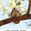 ���� ����, ������ - ��������� 20 ������� 2017 � ������ ������ ��������