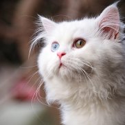 Мила, , Астана Мила, , Астана
