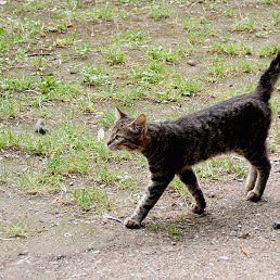 �������, ���������, 47 ���