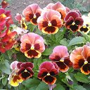 ���� Raisa, ��������� - ��������� 30 ������ 2017 � ������ ������ ��������