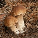 ���� ������ ������������, ������, 61 ��� - ��������� 17 ���� 2018 � ������ ���� ����������