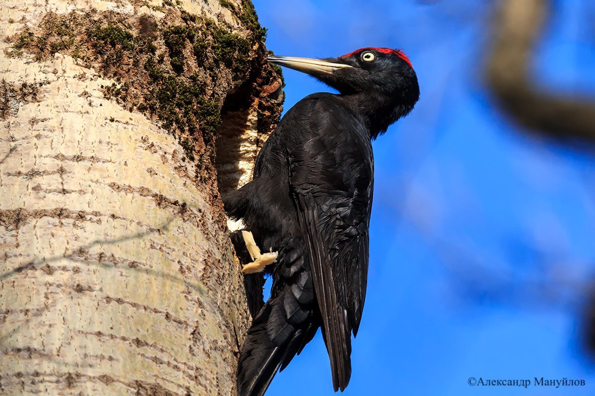 Черный дятел | Яна | Фотострана | Пост №1677112420