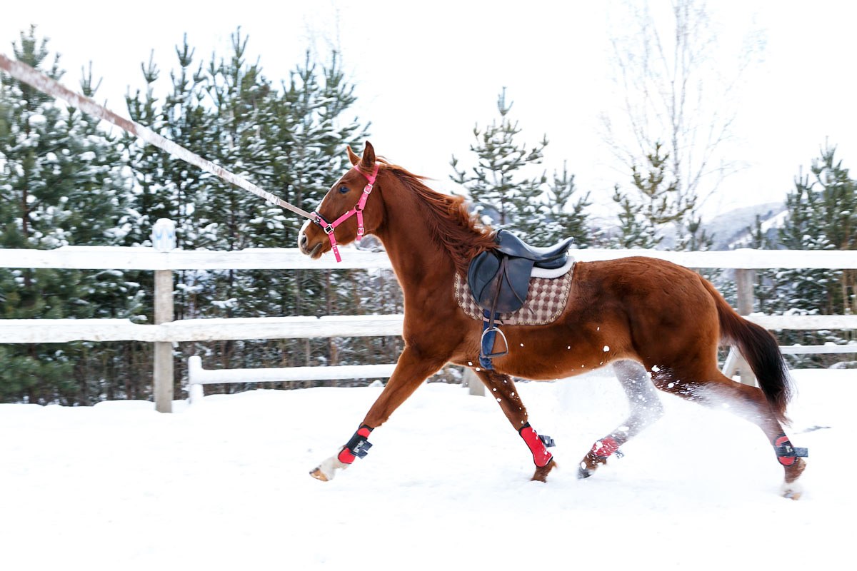 Первый раз под седлом...