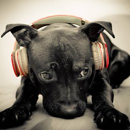 Alexandr, ����������, 36 ���