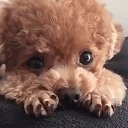 ���� Zara, ������������ - ��������� 31 ������� 2017 � ������ ���� ����������