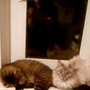 ���� �����, ������, 51 ��� - ��������� 15 ������� 2017 � ������ ���� ����������