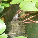 ���� Raisa, ��������� - ��������� 23 ������ 2017 � ������ ������ ��������