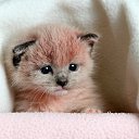 ���� Julka Cat@, ����, 26 ��� - ��������� 21 ������ 2018