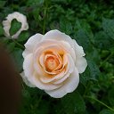 ���� �����, ���� - ��������� 25 ��� 2018 � ������ ���� ������