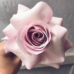 ����, ���������, 41 ���