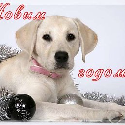 �����, ��������, 44 ����