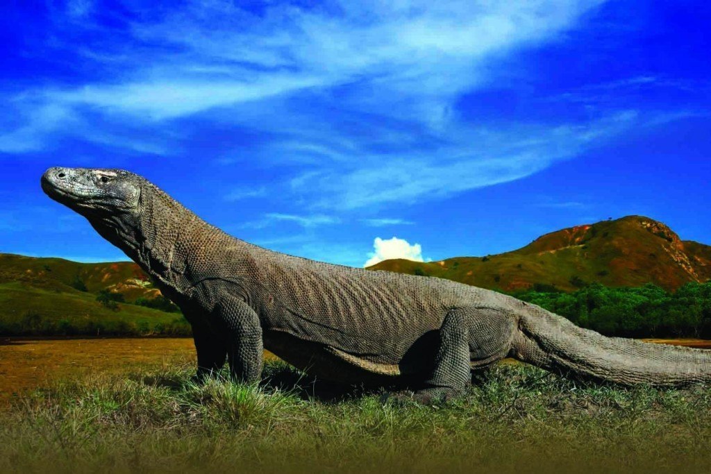 Komodo Island - 5