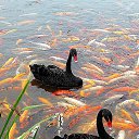 ���� �����, �����, 62 ���� - ��������� 8 ����� 2018 � ������ ������ ��������