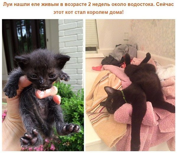 Выжившие кошки, которых спасли и полюбили: фото до и после. Друзья, помогайте животным! - 10