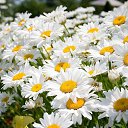 ���� ���������, ������, 71 ��� - ��������� 4 ������� 2017 � ������ ���� ����������