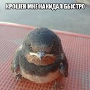 ���� Nightjar, ���������, 38 ��� - ��������� 22 ����� 2018 � ������ ������ ��������
