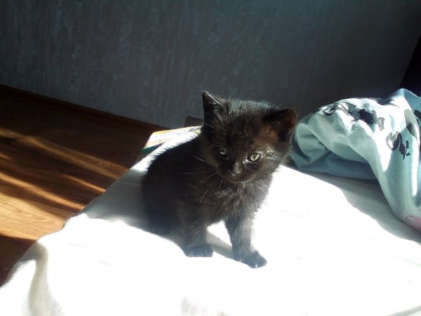 #Безкота_добро.Подобрали на даче маленького котенка в возрасте одного месяца, глаз был заплывший, ... - 2