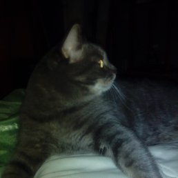 ���� �����, ��������� - ��������� 31 ����� 2018