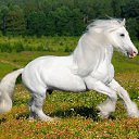 ���� Aleks, ����� ������� - ��������� 9 ���� 2018 � ������ �HORSES�