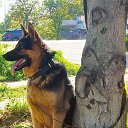 ���� �����, �����������, 49 ��� - ��������� 9 ��� 2018 � ������ ������ ��������