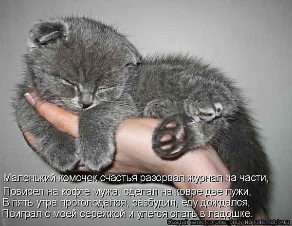 Не каждый человек поймет, Зачем в квартире нужен КОТ. Обои драть, мячи катать, От одиночества ...