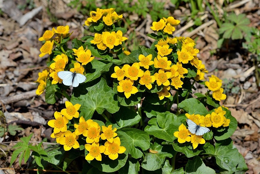 �������� �������! - 19 ��� 2018 � 09:38