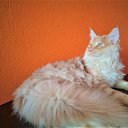 ������� ����������� ��������� ������ ����-��� �.89057429907 http://meincoon-cat.ru 
17.000� �������� "Bast-moon"������-
14 ������� �������� ������������� ������ ����-��� #������� #������������� #����������������� #MaineCoon �� ������� �����-��� ������ �� ��������� ������