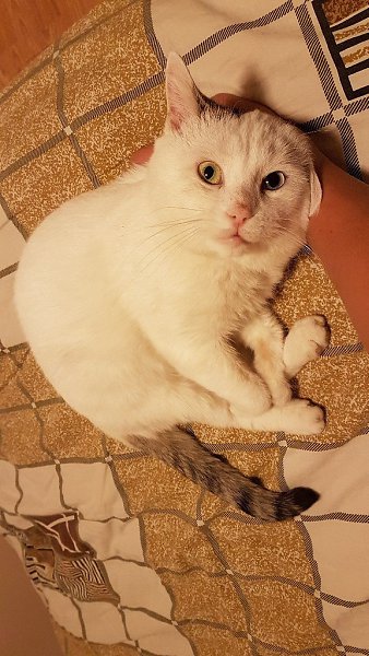 #Безкота_добро.Многие пишут о том, что забрали/нашли/подобрали (перечеслять можно долго) котенка, а ... - 7