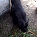 ���� �������, �������, 53 ���� - ��������� 6 ���� 2018 � ������ ���� ����������