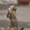 ���� �����, ����������� - ��������� 5 ���� 2018 � ������ ���� ����������