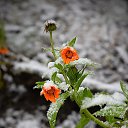 ���� �������, ���������, 74 ���� - ��������� 10 ������� 2017 � ������ ������ ��������