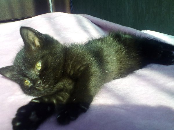 #Безкота_добро.Подобрали на даче маленького котенка в возрасте одного месяца, глаз был заплывший, ... - 3