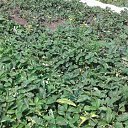 ���� ������, ��������, 53 ���� - ��������� 26 ���� 2018