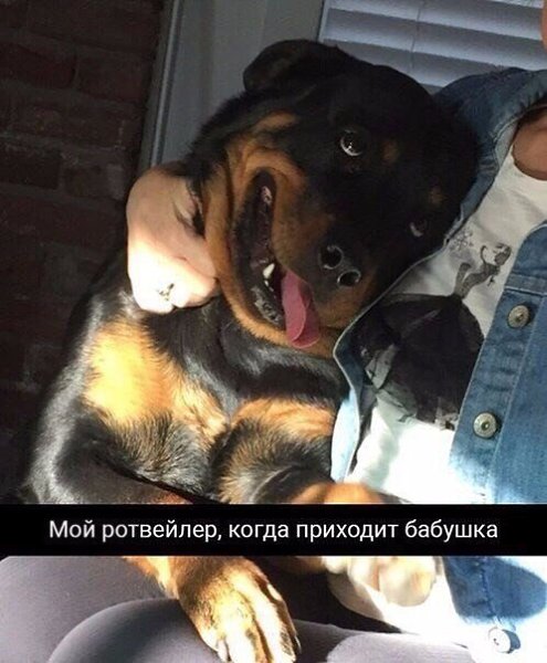 Совет дня: забудь всё то, что тебе наговорили, и заведи себе собаку.